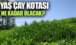 Yaş Çay Kotası Ne Kadar Olacak?