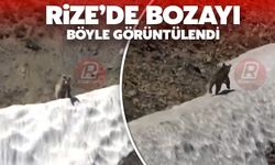 Rize'de Bozayı Böyle Görüntülendi