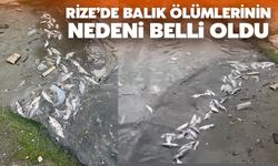 Rize'de Balık Ölümlerinin Nedeni Belli Oldu