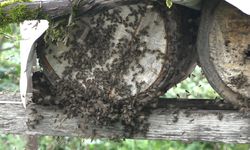 Rize'de Karakovan Balının Fiyatı Belirlendi