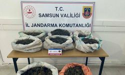 Ormanlık Alandaki Çadırda 8,5 Kilo Esrar Ele Geçirildi