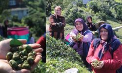 Yaş Çay Hasadında Sona Yaklaşıldı, Çay Tohumu Toplama Dönemi Başladı