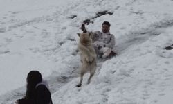 Ayder'de Karda Kayanlarla Oynayan Köpek Renkli Görüntüler Oluşturdu