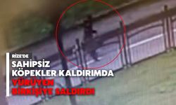 Rize'de Sahipsiz Köpekler Kaldırımda Yürüyen Bir Kişiye Saldırdı