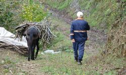 Giresun'un Köylerinde Katırcılık Sona Eriyor