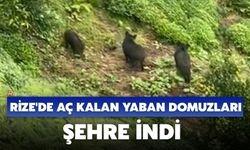 Rize'de Aç Kalan Yaban Domuzları Şehre İndi