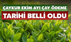 ÇAYKUR Ekim Ayı Çay Ödeme Tarihi Belli Oldu