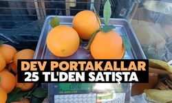 Dev Portakalları: 3 Tanesi 2 Kilo Geliyor