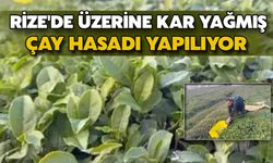 Rize'de Üzerine Kar Yağmış’ Çay Hasadı Yapılıyor