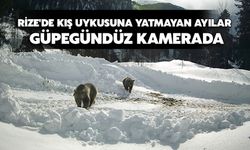 Rize'de Kış Uykusuna Yatmayan Ayılar Güpegündüz Kamerada