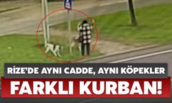 Rize’de Aynı Cadde, Aynı Köpekler, Farklı Kurban!