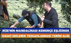 Rize'nin Mandalinası Kemençe Eşliğinde Hasat Edilerek Tezgahlardaki Yerini Aldı