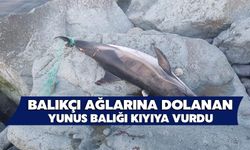 Balıkçı Ağlarına Dolanan Yunus Balığı Kıyıya Vurdu