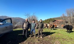 4 Gündür Kayıp Olan Büyükbaş Hayvanlar Dronla Bulundu