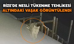 Rize'de Nesli Tükenme Tehlikesi Altındaki Vaşak Görüntülendi