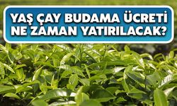 Yaş Çay Budama Ücreti Ne Zaman Yatırılacak?