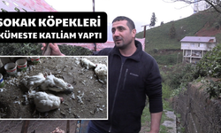 Rize 'de Sokak Köpekleri Kümeste Katliam Yaptı