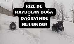 Çamlıhemşin’de Kaybolan Boğa Mezradaki Dağ Evinde Bulundu!