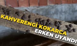 Kahverengi Kokarca Kış Uykusundan Erken Uyandı