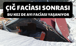 Çığ Faciası Sonrası Bu Kez De Ayı Faciası Yaşanıyor