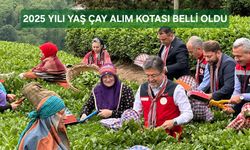 2025 Yılı Çay Alım Kotası Belli Oldu