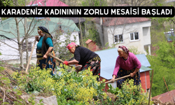 Karadeniz Kadınının Zorlu Mesaisi Başladı