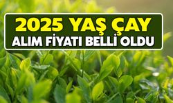 2025 Yılı Yaş Çay  Fiyatı Ne Kadar?