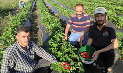 Organik Sason Çileğinde Hasat Başladı