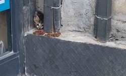 Duvar arasında mahsur kalan kedi, duvarın kırılmasıyla kurtarıldı