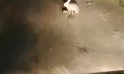 Korkmadı, Kaçmadı... "Ana Yüreği Korku Tanımaz