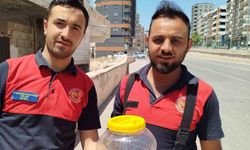 Mutfakta görülen yılan, paniğe neden oldu