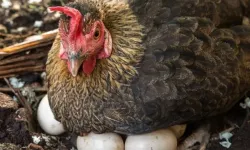 Mart ayında yıllık tavuk yumurtası üretimi yüzde 8,8 azaldı