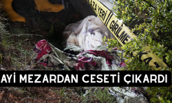 Gümüşhane'de Ayılar Bu Kez Mezarlığa Dadandı