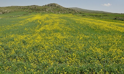 Kars’ta Sarıçiçekler Açtı