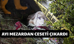 Gümüşhane'de Ayılar Bu Kez Mezarlığa Dadandı