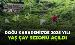 Doğu Karadeniz'de 2025 yılı yaş çay sezonu açıldı