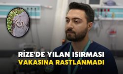 Rize'de Yılan Isırması Vakasına Rastlanmadı