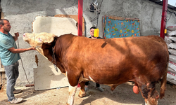 1 Ton 200 Kiloluk Kurbanlık, Araba Fiyatına Alıcısını Bekliyor
