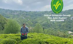 Çay, Bölgenin Ve Ülkenin Ekonomisinde Önemli Bir Yere Sahip