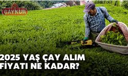 2025 Yılı Yaş Çay  Fiyatı Ne Kadar?