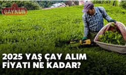 2025 Yılı Yaş Çay  Fiyatı Ne Kadar?