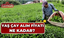 2025 Yılı Yaş Çay  Fiyatı Ne Kadar?