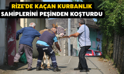 Rize'de Kaçan Kurbanlık Sahiplerini Peşinden Koşturdu