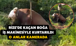 Rize’de Kaçan Boğa İş Makinesiyle Kurtarıldı; O Anlar Kamerada
