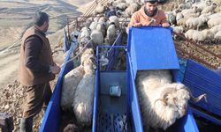 Bayburt’ta küçükbaş hayvanlar mobil koyun yıkama makineleriyle yıkanarak ilaçlanıyor