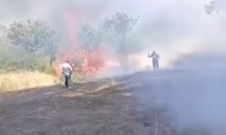 Çay için yakılan ateş fıstık ağaçlarını küle çevirdi