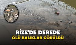 Rize'de derede ölü balıklar görüldü
