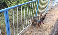 Demir korkuluklara sıkışan köpeği itfaiye kurtardı