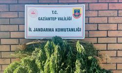 Gaziantep’te 145 kök kenevir ele geçirildi