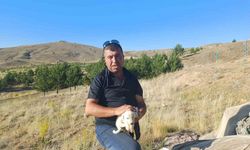 Sokak hayvanlarına balık ziyafeti